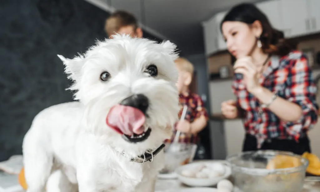 哪些人的食物对狗来说是安全的？